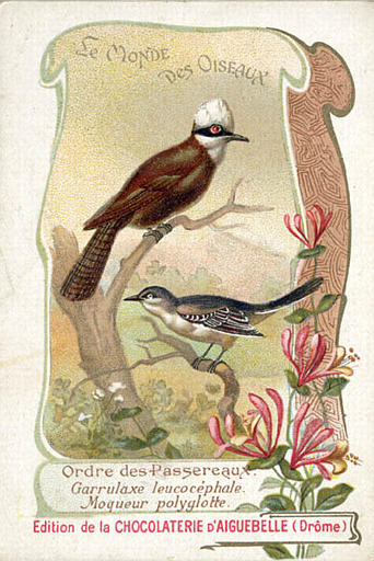 LE MONDE DES OISEAUX / Ordre des Passereaux / Garrulax leucocéphale / Moqueur polyglotte (titre inscrit)_0