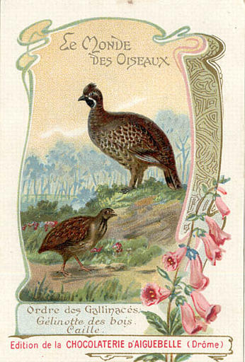 LE MONDE DES OISEAUX / Ordre des  Gallinacées / Gélinotte des bois / Caille(titre inscrit)_0