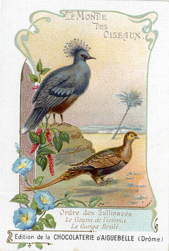 LE MONDE DES OISEAUX / Ordre des Gallinacés / Le Goura de Victoria / Le Ganga Brûlé(titre inscrit)_0