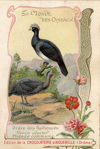 LE MONDE DES OISEAUX / Ordre des Gallinacés / Hocco alector / Pintade commune(titre inscrit)_0