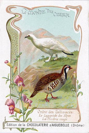LE MONDE DES OISEAUX / Ordre des Gallinacés / la lagopède des Alpes / La perdrix rouge(titre inscrit)_0