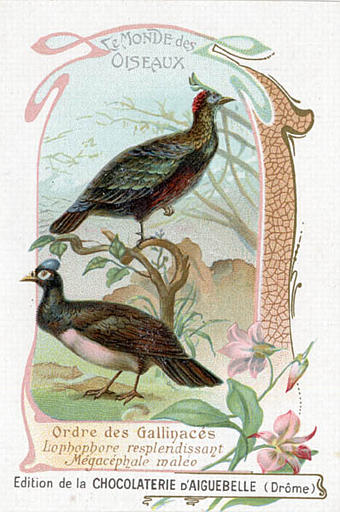 LE MONDE DES OISEAUX / Ordre des Gallinacés / Lophophore resplendissant / Mégacéphale maléo(titre inscrit)_0