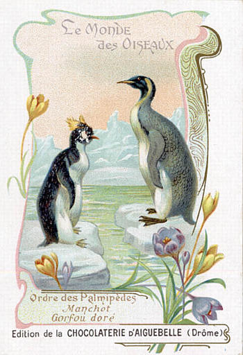 LE MONDE DES OISEAUX / Ordre des Palmipèdes / Manchot / Gorfou doré(titre inscrit)_0