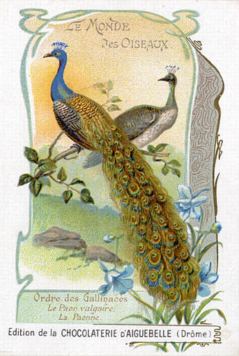 LE MONDE DES OISEAUX / Ordre des Gallinacés / Le Paon vulgaire  / La Paonne(titre inscrit)_0