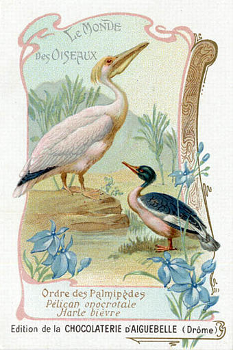 LE MONDE DES OISEAUX / Ordre des Palmipèdes / Pélican onocrotale / Harle bièvre(titre inscrit)_0