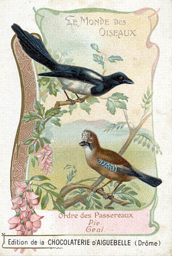 LE MONDE DES OISEAUX / Ordre des Passereaux / Pie / Geai (titre inscrit)_0