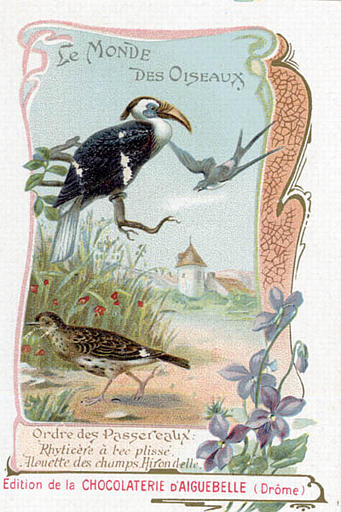 LE MONDE DES OISEAUX / Ordre des Passereaux / Rhyticère à bec plissé / Alouette des champs. Hirondelle (titre inscrit)_0