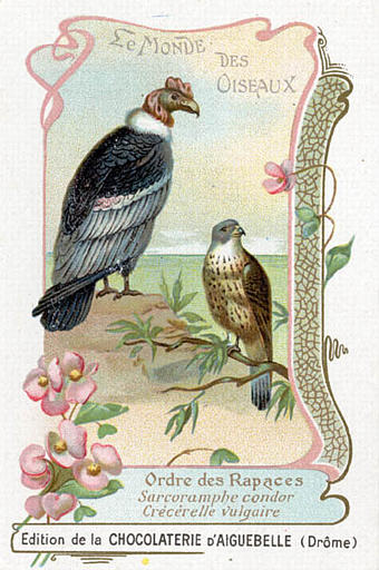 LE MONDE DES OISEAUX / Ordre des Rapaces / Sarcoamphe condor / Crécérelle vulgaire (titre inscrit)_0