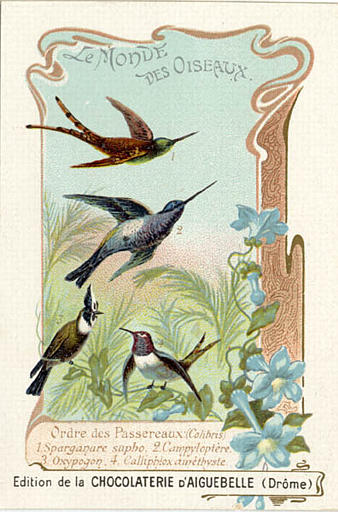 LE MONDE DES OISEAUX / Ordre des Passereaux (Colibris) / 1 Sparganure sapho 2 Campyloptère / 3 Oxypogon 4 Calliphox améthyste (titre inscrit)_0