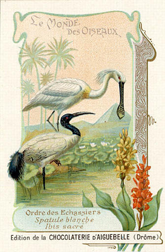 LE MONDE DES OISEAUX / Ordre des Echassiers / Spatule blanche / Ibis sacré (titre inscrit)_0