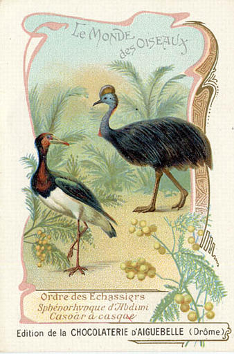 LE MONDE DES OISEAUX / Ordre des Echassiers / Sphénorhynque d'Abdimi / Casoar à casque(titre inscrit)_0