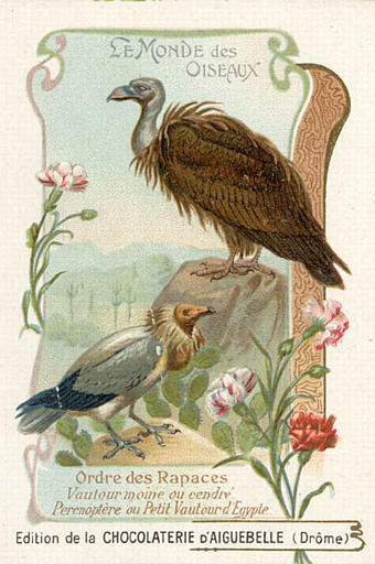 LE MONDE DES OISEAUX / Ordre des Rapces / Vautour moine / Perenoptère ou petit vautour d'Egypte (titre inscrit)_0