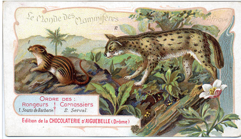 Le Monde des Mammifères (titre inscrit)_0