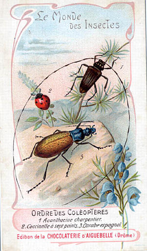 Le monde des insectes (titre inscrit)_0
