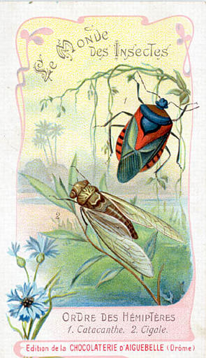 Le monde des insectes (titre inscrit)_0