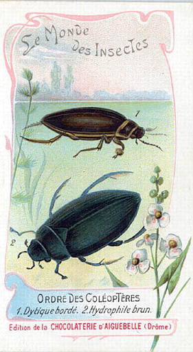Le monde des insectes (titre inscrit)_0