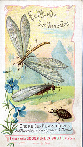 Le monde des insectes (titre inscrit)_0
