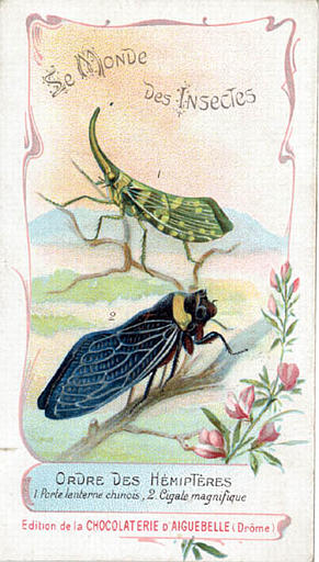 Le monde des insectes (titre inscrit)_0