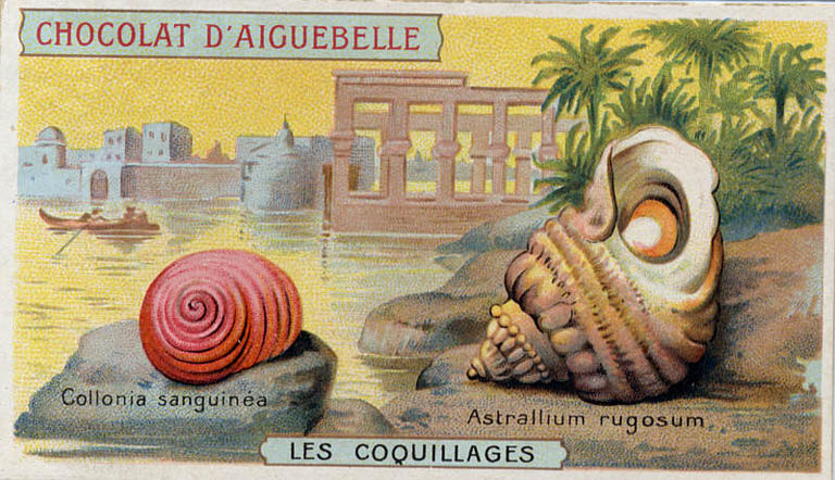 LES COQUILLAGES / Collonia sanguinea / Astralium rugosum (titre inscrit)_0
