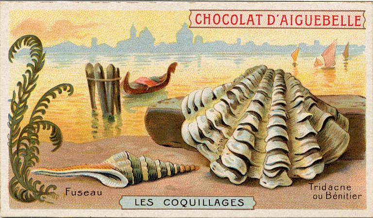 LES COQUILLAGES / Fuseau / Tridacne / ou Bénitier (titre inscrit)_0