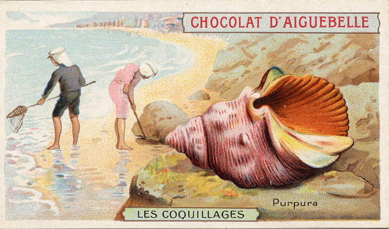 LES COQUILLAGES / Purpura (titre inscrit)_0