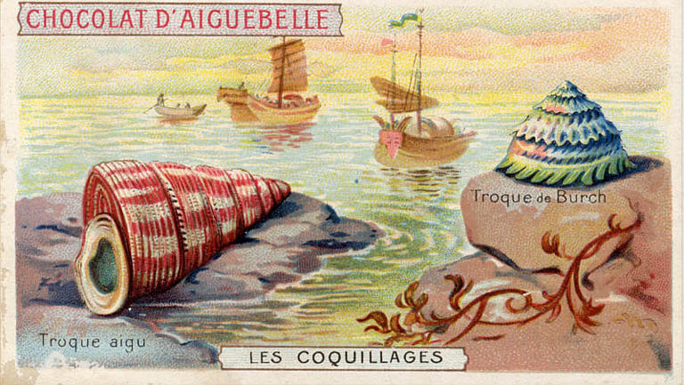 LES COQUILLAGES / Troque aigu / Troque de Burch (titre inscrit)_0