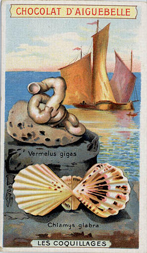 LES COQUILLAGES / Vermelus gigas / Chlamys glabra (titre inscrit)_0
