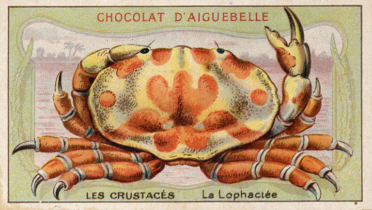 LES CRUSTACES / La Lophactée (titre inscrit)_0