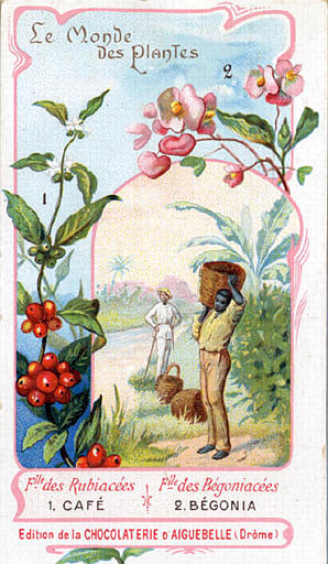 Flle des Rubiacées / 1.CAFE / Flle des Bégoniacées / 2.BEGONIA (titre inscrit)_0