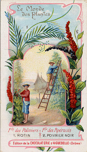 Flle des Palmier / 1. ROTIN / Flle des Pipéracés / 2. POIVRIER NOIR (titre inscrit)_0