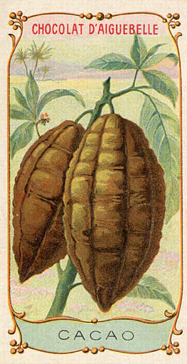 CACAO (titre inscrit)_0