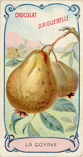 LA GOYAVE (titre inscrit)_0