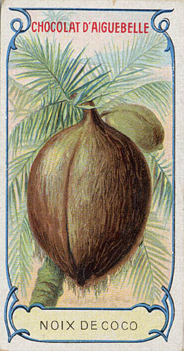 NOIX DE COCO (titre inscrit)_0