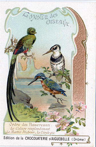 LE MONDE DES / OISEAUX / Ordre des Passereaux / Le Calure resplendissant / Le Martin Pécheur - Le Céryle pie (titre inscrit)_0