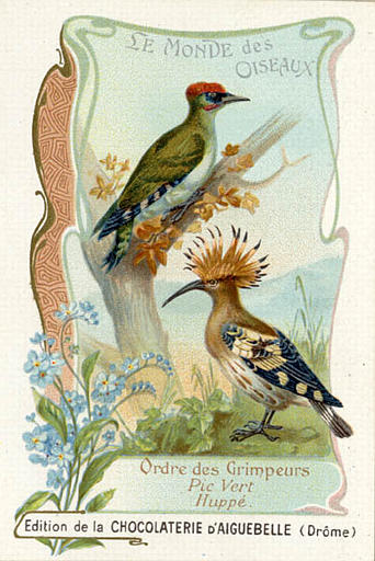 LE MONDE DES OISEAUX / Ordre des Grimpeurs / Pic vert / Huppé (titre inscrit)_0