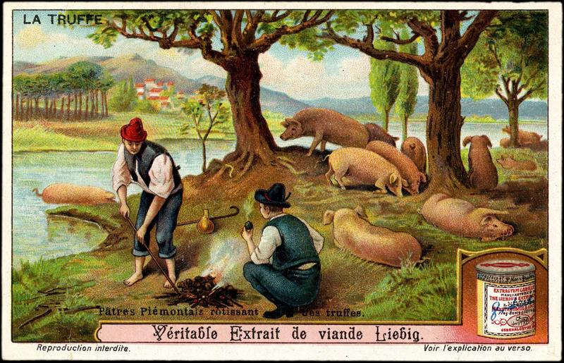 LA TRUFFE (titre inscrit)_0