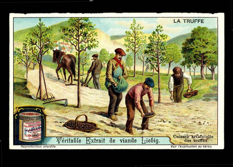 LA TRUFFE (titre inscrit)_0