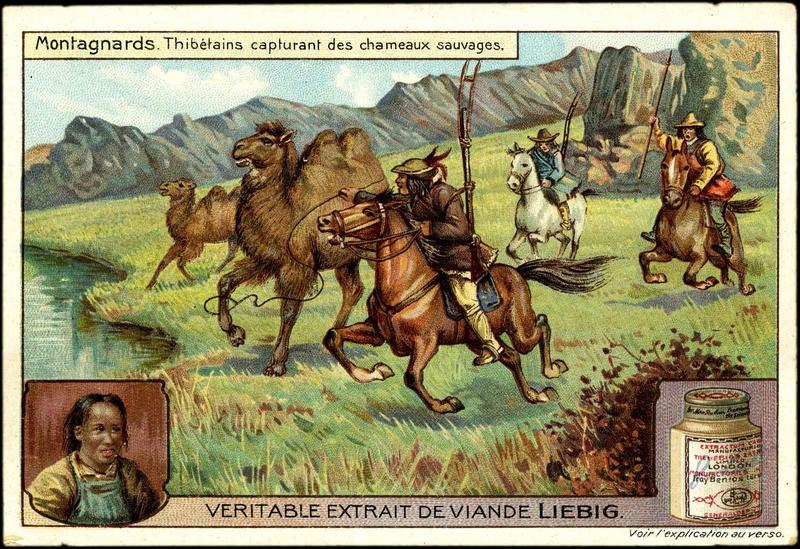 Montagnards.Thibétains capturant des chameaux sauvages (h.g.) (titre inscrit)_0