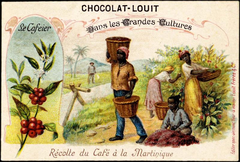 Dans les Grandes Cultures / Le Cafeier / Récolte du Café à la Martinique (titre inscrit)_0