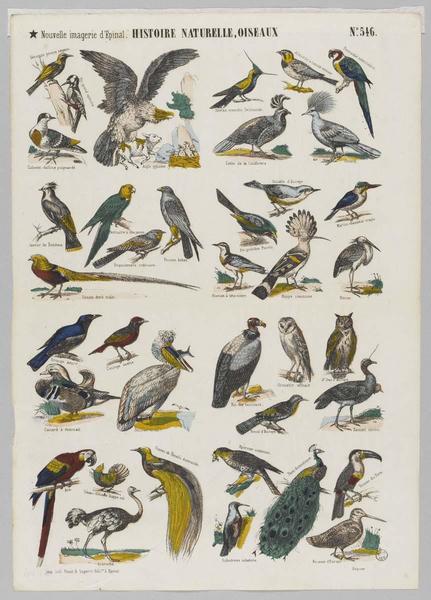 HISTOIRE NATURELLE, OISEAUX (titre inscrit)_0