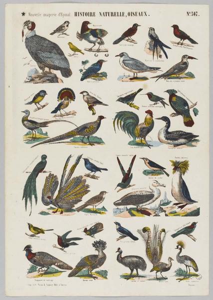 HISTOIRE NATURELLE, OISEAUX (titre inscrit)_0