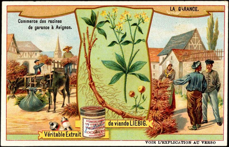 PLANTES TINCTORIALES. LA GARANCE (titre inscrit)_0