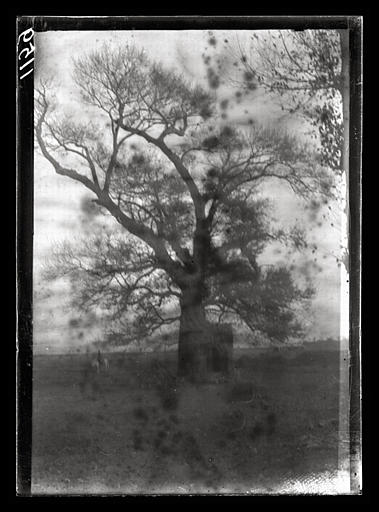 [Shanxi] Chan-si. Arbre sacré (à l'ouest de T'ien-tchen hien [Tianzhenxian])_0