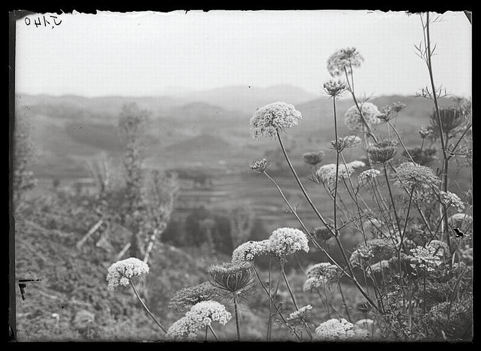 Chongqing. Zhongbeishatuo, paysage de fleurs_0
