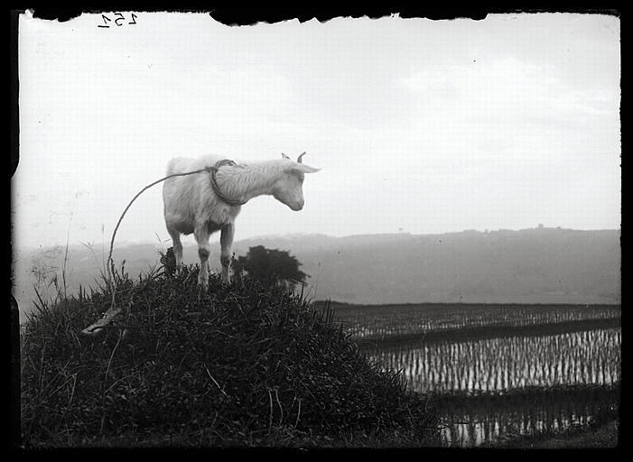 Sichuan. Dans l'ancienne ville de Laoluzhou, chèvre et rizières_0