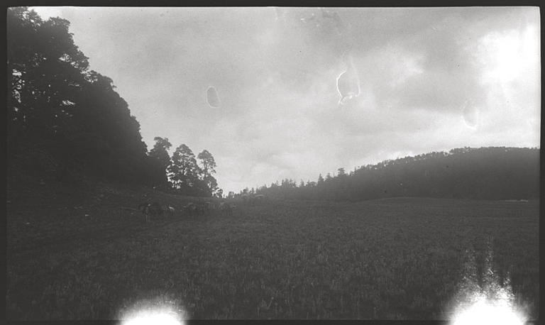 [Yunnan]. De T'ai-fang [Taifang] à Ying-p'an [Yingpan], la prairie d'edelweiss_0