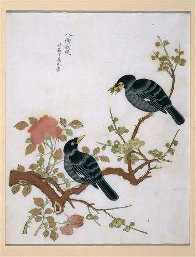 Série dite de Kaempfer : Oiseaux sur un prunier fleuri_0