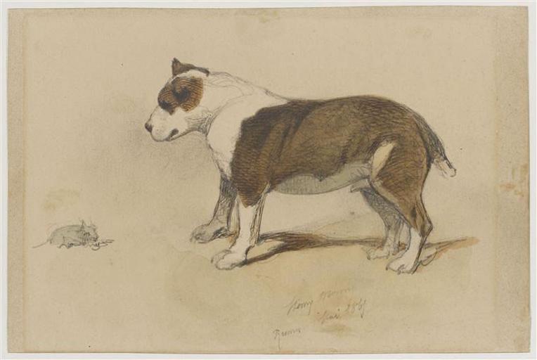 Chien ratier_0