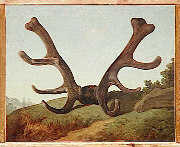 Bois d'un cerf attaqué par l'équipage du Roi au Bois Guérin, le 1er Juin 1778_0