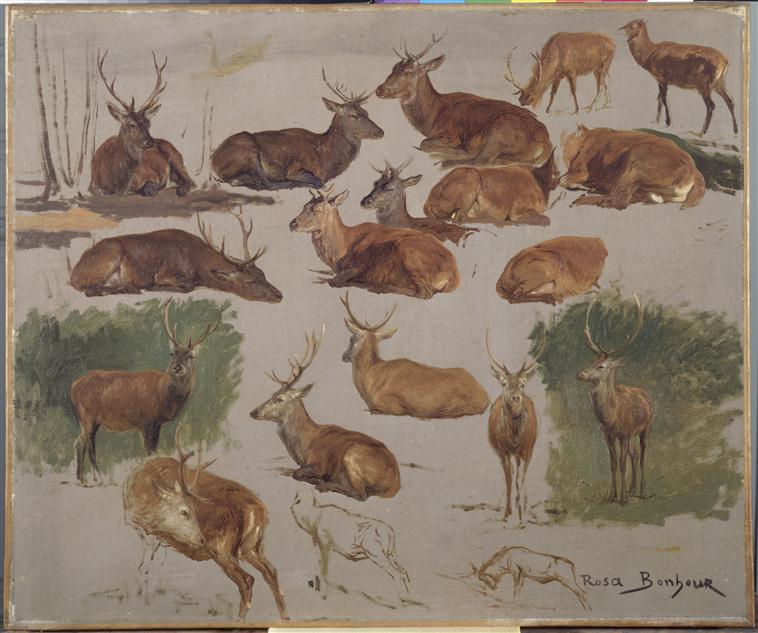Étude de cerfs, Rosa Bonheur, 2e quart 19e siècle, 2e moitié 19e siècle